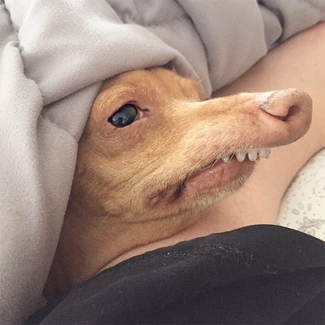 Tuna le chihuahua-teckel à la dentition hors norme Tuna le chihuahua teckel a la dentition hors norme 2 Tuna-le-chihuahua-teckel-a-la-dentition-hors-norme-2