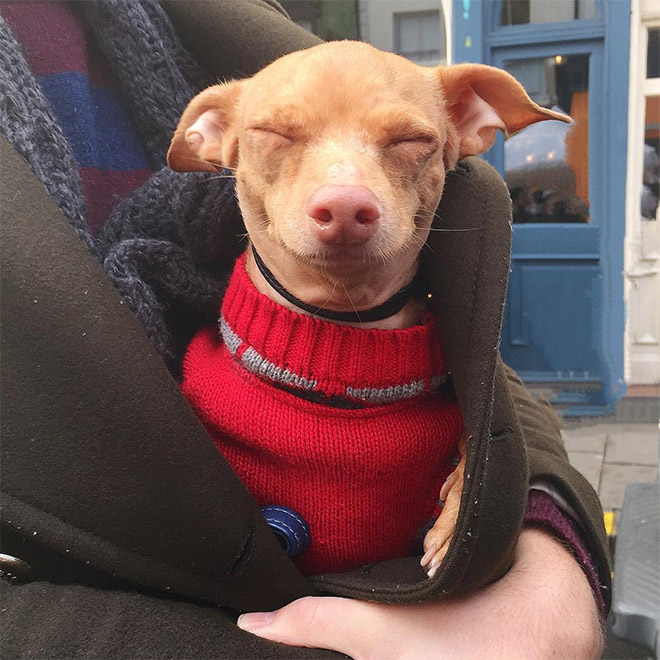 Tuna le chihuahua-teckel à la dentition hors norme Tuna le chihuahua teckel a la dentition hors norme 20 Tuna-le-chihuahua-teckel-a-la-dentition-hors-norme-20