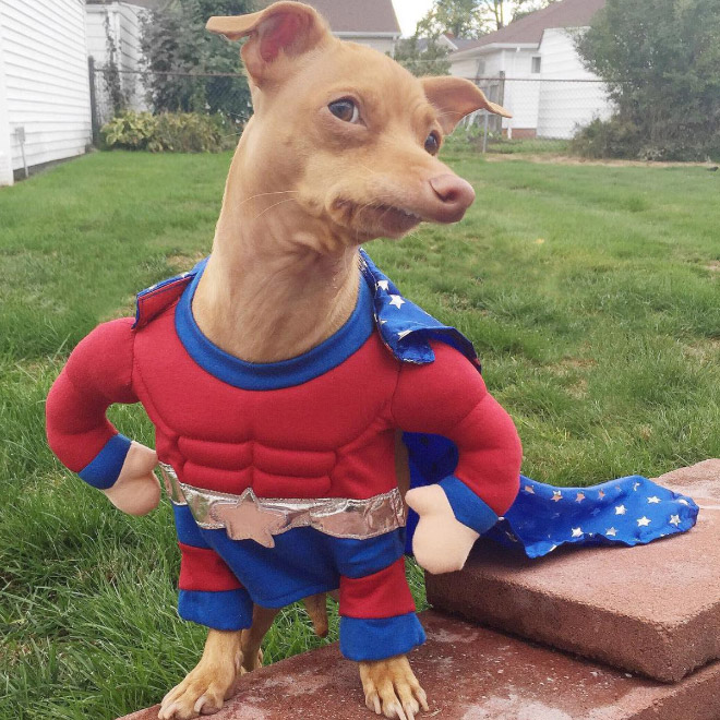 Tuna le chihuahua-teckel à la dentition hors norme Tuna le chihuahua teckel a la dentition hors norme 4 Tuna-le-chihuahua-teckel-a-la-dentition-hors-norme-4