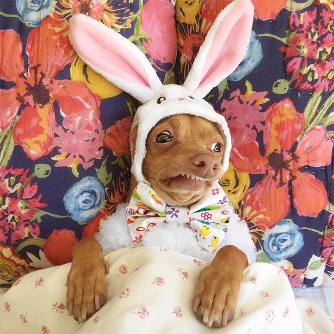 Tuna le chihuahua-teckel à la dentition hors norme Tuna le chihuahua teckel a la dentition hors norme 5 Tuna-le-chihuahua-teckel-a-la-dentition-hors-norme-5