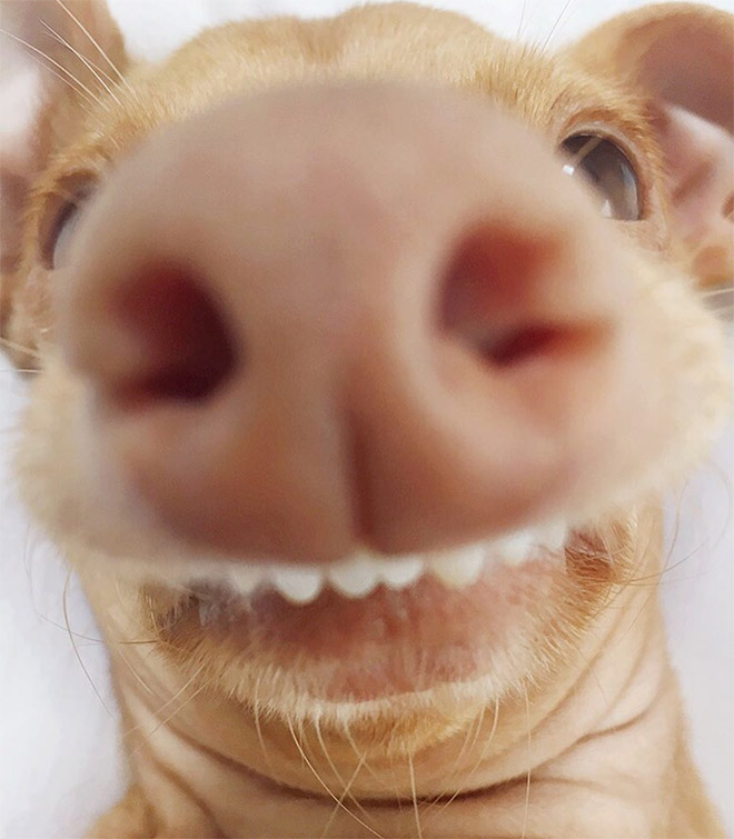 Tuna le chihuahua-teckel à la dentition hors norme Tuna le chihuahua teckel a la dentition hors norme 6 Tuna-le-chihuahua-teckel-a-la-dentition-hors-norme-6