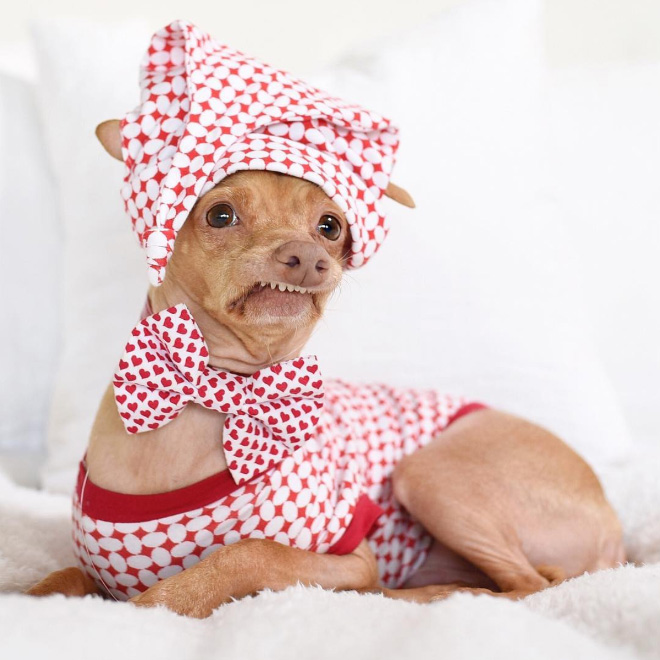 Tuna le chihuahua-teckel à la dentition hors norme Tuna le chihuahua teckel a la dentition hors norme 8 Tuna-le-chihuahua-teckel-a-la-dentition-hors-norme-8