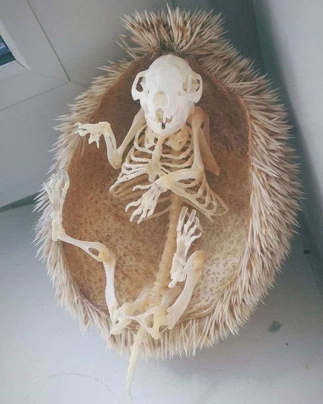 Voici à quoi ressemble un squelette de hérisson Voici a quoi ressemble un squelette de herisson 2 Voici-a-quoi-ressemble-un-squelette-de-herisson-2