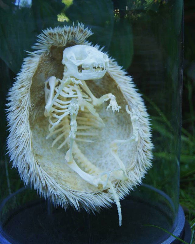 Voici à quoi ressemble un squelette de hérisson Voici a quoi ressemble un squelette de herisson 3 Voici-a-quoi-ressemble-un-squelette-de-herisson-3