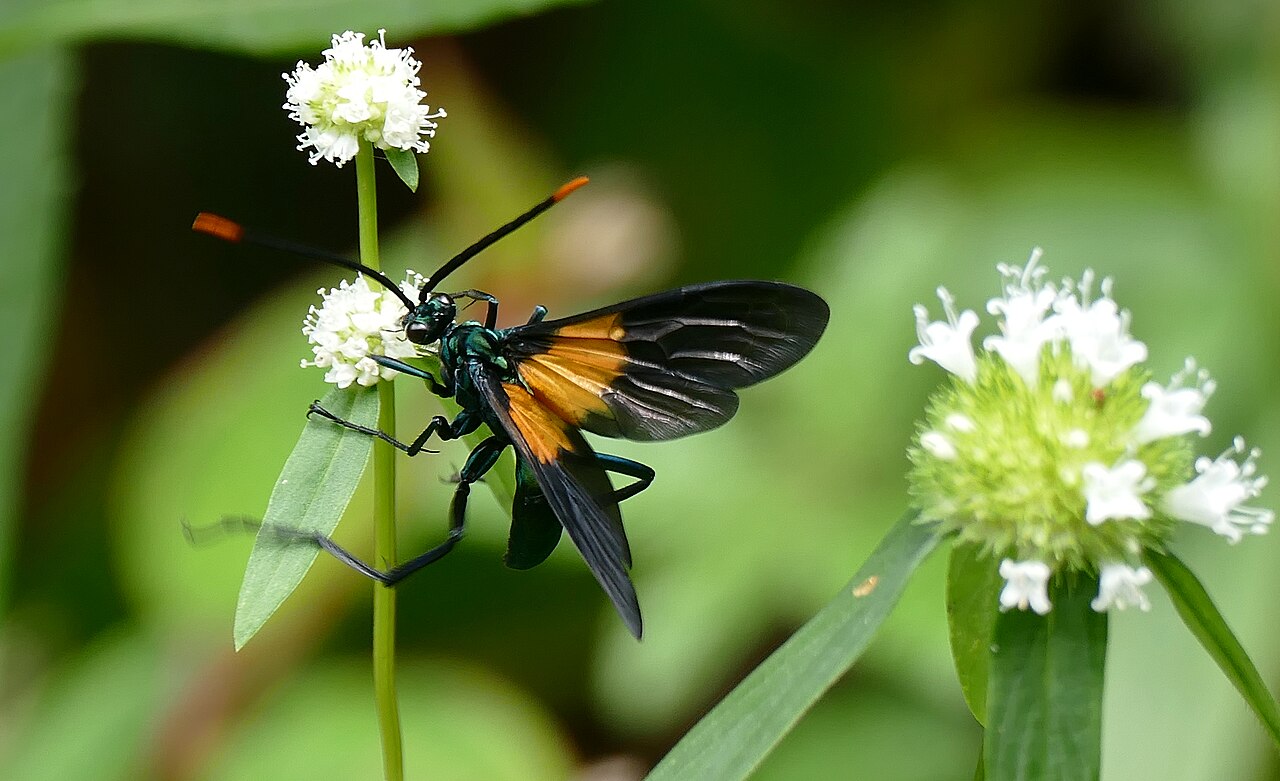 guepe pepsis sur une fleur guepe pepsis sur une fleur