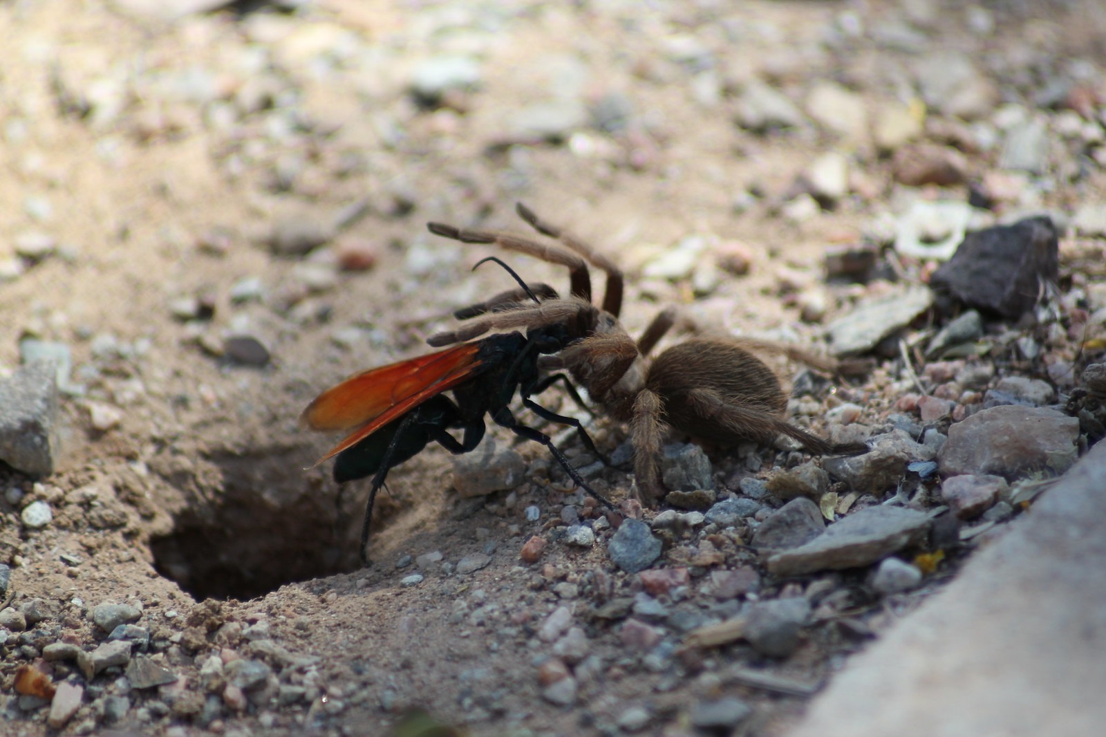 la guepe tarantula hawk ou guepe mygale pepsis 1 la guepe tarantula hawk ou guepe mygale pepsis 1