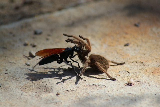 la guêpe tarantula hawk (guêpe faucon tarentule) ou guêpe mygale la guepe tarantula hawk ou guepe mygale pepsis 10 la-guepe-tarantula-hawk-ou-guepe-mygale-pepsis-10
