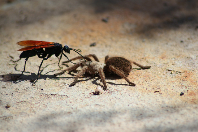 la guêpe tarantula hawk (guêpe faucon tarentule) ou guêpe mygale la guepe tarantula hawk ou guepe mygale pepsis 11 la-guepe-tarantula-hawk-ou-guepe-mygale-pepsis-11