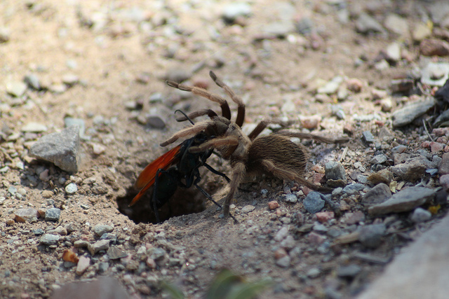 la guêpe tarantula hawk (guêpe faucon tarentule) ou guêpe mygale la guepe tarantula hawk ou guepe mygale pepsis 13 la-guepe-tarantula-hawk-ou-guepe-mygale-pepsis-13