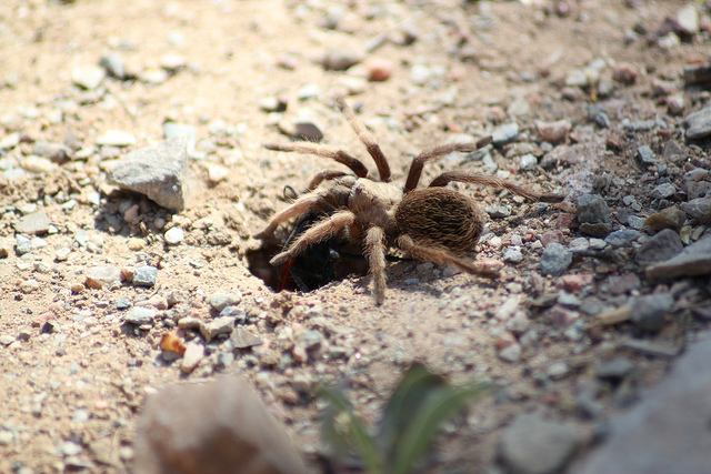 la guêpe tarantula hawk (guêpe faucon tarentule) ou guêpe mygale la guepe tarantula hawk ou guepe mygale pepsis 14 la-guepe-tarantula-hawk-ou-guepe-mygale-pepsis-14