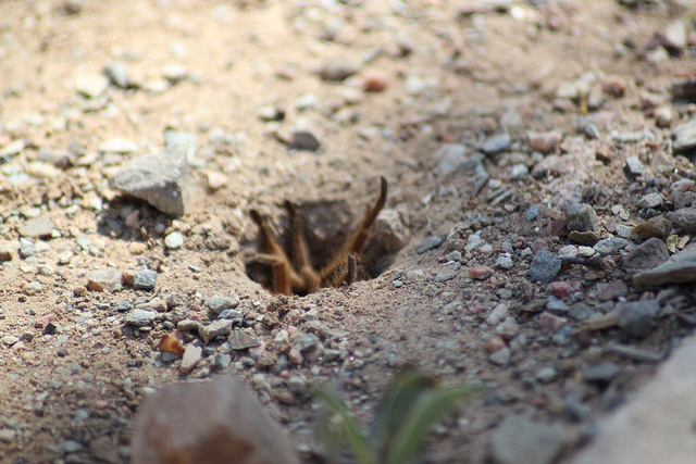 la guêpe tarantula hawk (guêpe faucon tarentule) ou guêpe mygale la guepe tarantula hawk ou guepe mygale pepsis 15 la-guepe-tarantula-hawk-ou-guepe-mygale-pepsis-15