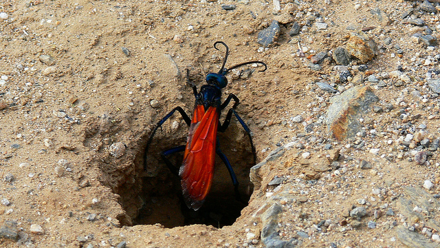 la guêpe tarantula hawk (guêpe faucon tarentule) ou guêpe mygale la guepe tarantula hawk ou guepe mygale pepsis 16 la-guepe-tarantula-hawk-ou-guepe-mygale-pepsis-16