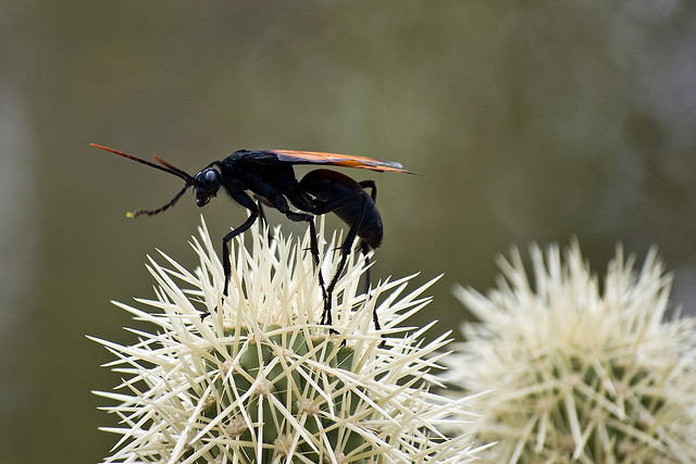 la guêpe tarantula hawk (guêpe faucon tarentule) ou guêpe mygale la guepe tarantula hawk ou guepe mygale pepsis 17 la-guepe-tarantula-hawk-ou-guepe-mygale-pepsis-17