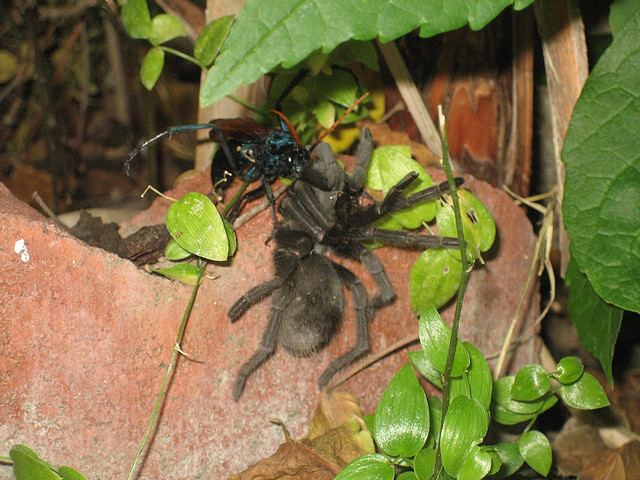 la guêpe tarantula hawk (guêpe faucon tarentule) ou guêpe mygale la guepe tarantula hawk ou guepe mygale pepsis 19 la-guepe-tarantula-hawk-ou-guepe-mygale-pepsis-19