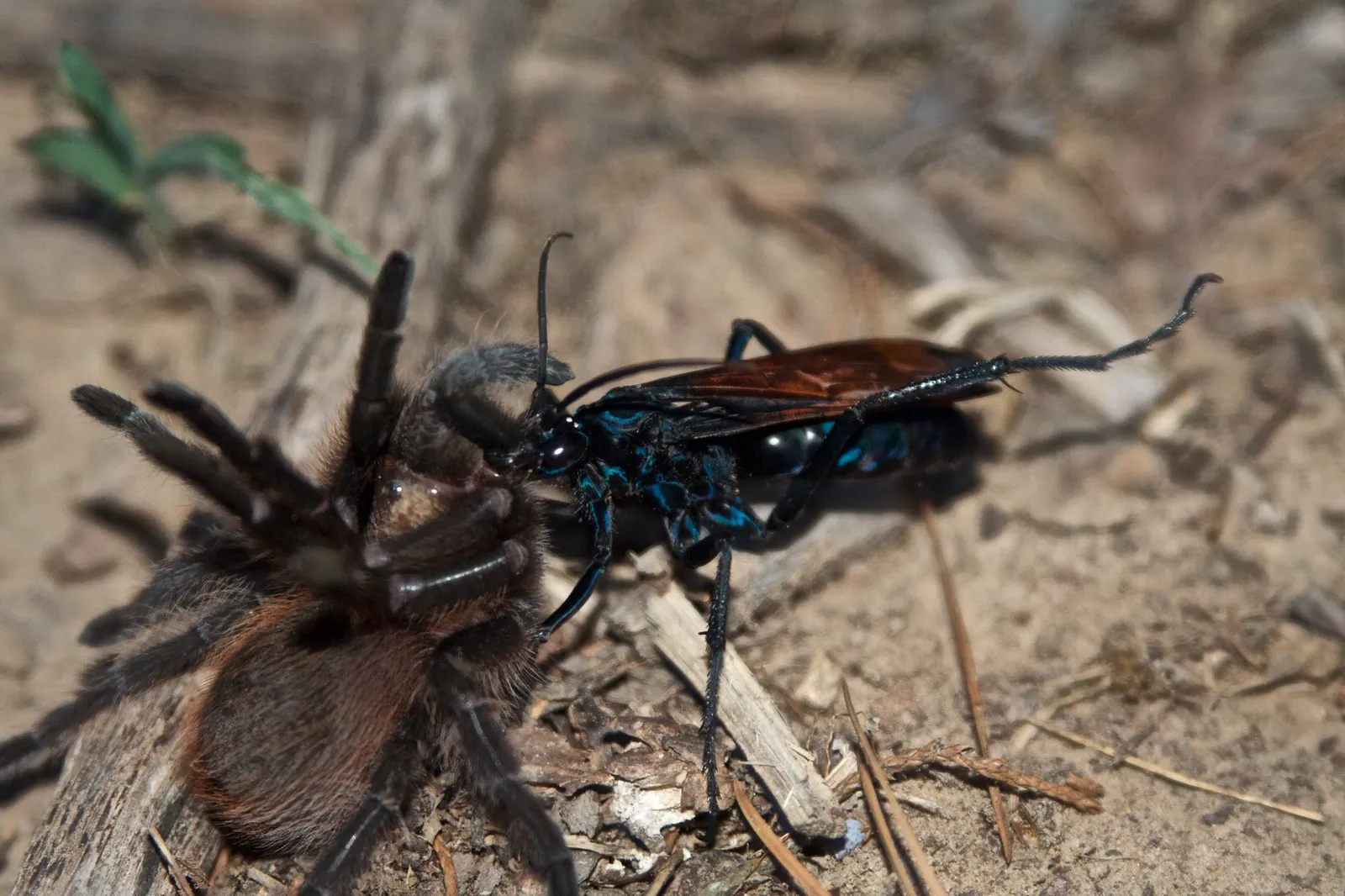 la guepe tarantula hawk ou guepe mygale pepsis 2 la guepe tarantula hawk ou guepe mygale pepsis face à une tarentule