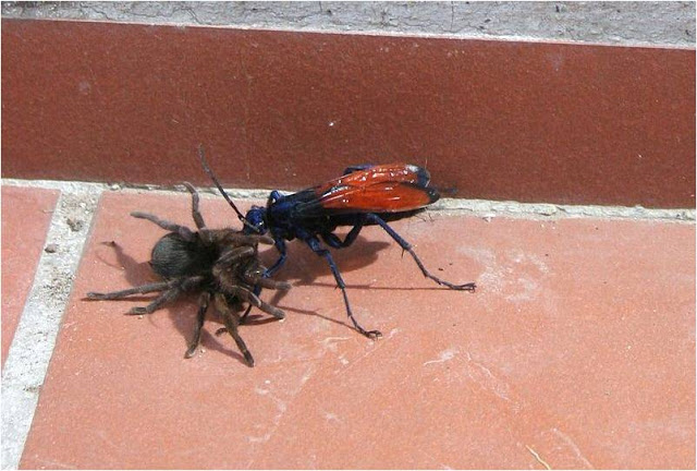 la guêpe tarantula hawk (guêpe faucon tarentule) ou guêpe mygale la guepe tarantula hawk ou guepe mygale pepsis 20 la-guepe-tarantula-hawk-ou-guepe-mygale-pepsis-20
