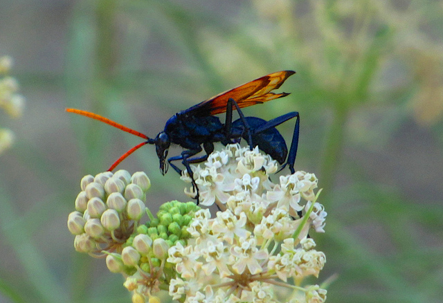 la guêpe tarantula hawk (guêpe faucon tarentule) ou guêpe mygale la guepe tarantula hawk ou guepe mygale pepsis 3 la-guepe-tarantula-hawk-ou-guepe-mygale-pepsis-3