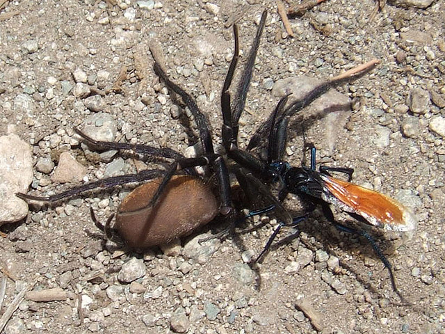 la guêpe tarantula hawk (guêpe faucon tarentule) ou guêpe mygale la guepe tarantula hawk ou guepe mygale pepsis 4 la-guepe-tarantula-hawk-ou-guepe-mygale-pepsis-4