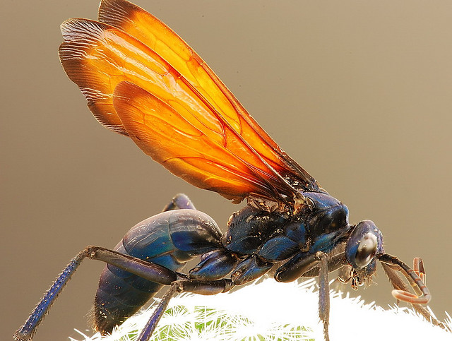 la guêpe tarantula hawk (guêpe faucon tarentule) ou guêpe mygale la guepe tarantula hawk ou guepe mygale pepsis 5 la-guepe-tarantula-hawk-ou-guepe-mygale-pepsis-5