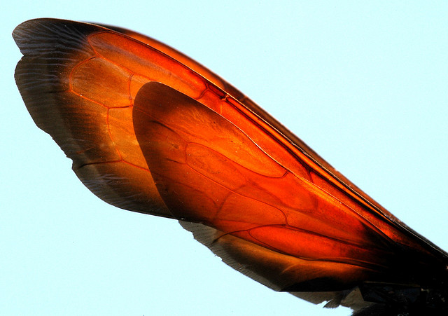 la guêpe tarantula hawk (guêpe faucon tarentule) ou guêpe mygale la guepe tarantula hawk ou guepe mygale pepsis 7 la-guepe-tarantula-hawk-ou-guepe-mygale-pepsis-7