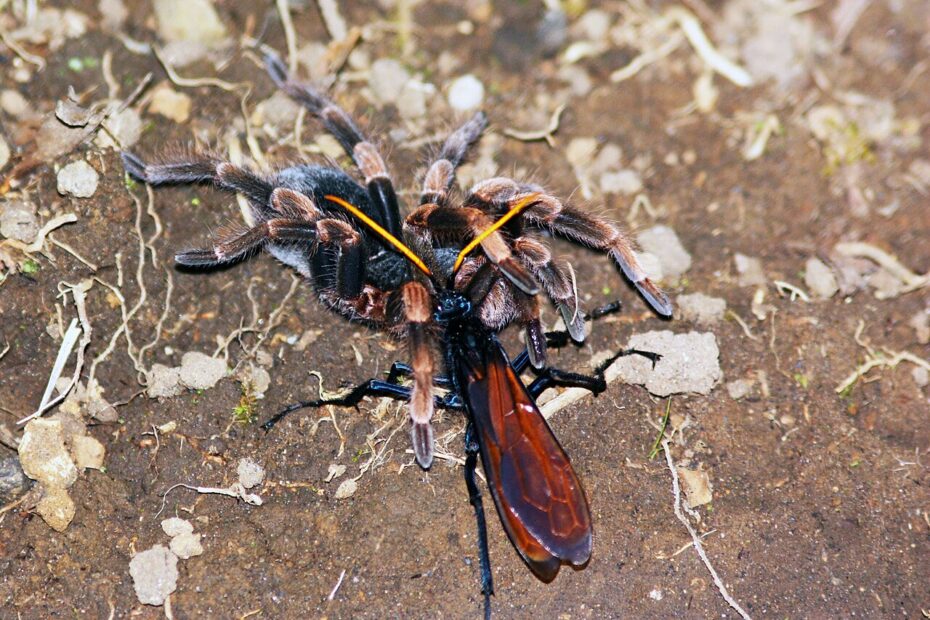 La guêpe mygale (tarantula hawk) : la chasseuse de tarentules à la piqûre légendaire tarentula hawk capturant une mygale tarentula hawk capturant une mygale