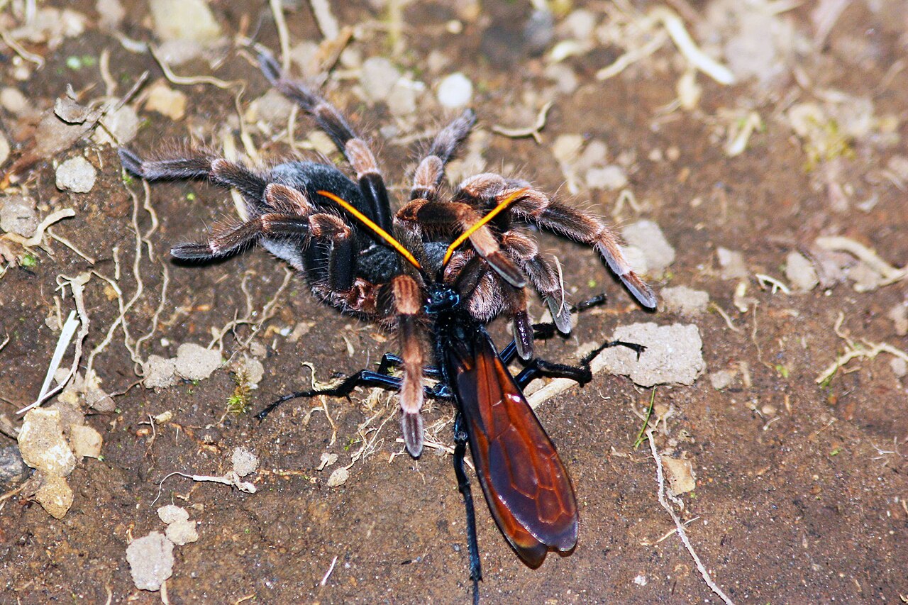 tarentula hawk capturant une mygale tarentula hawk capturant une mygale