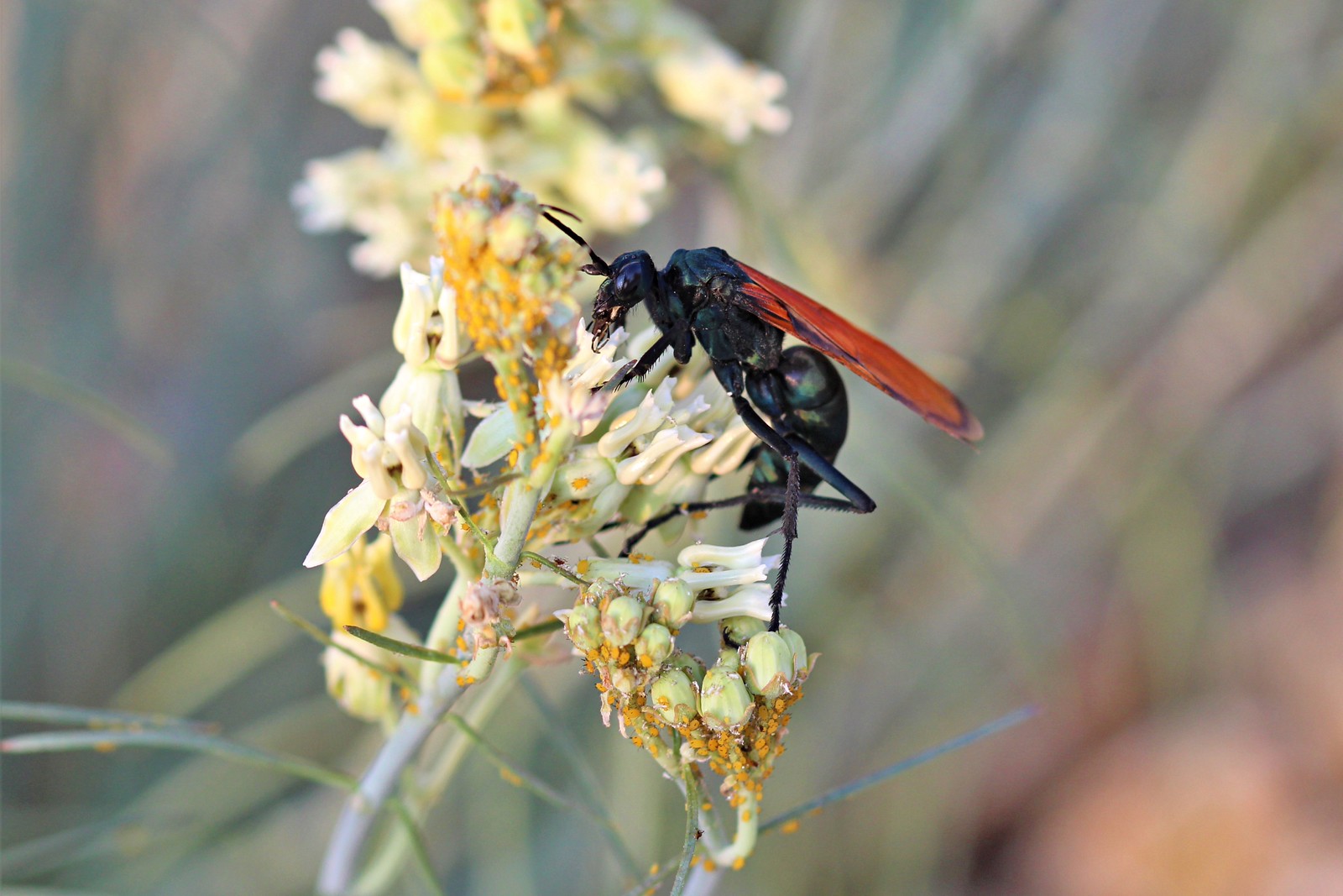 tarentula hawk guepe mygale sur une fleur tarentula hawk guepe mygale sur une fleur