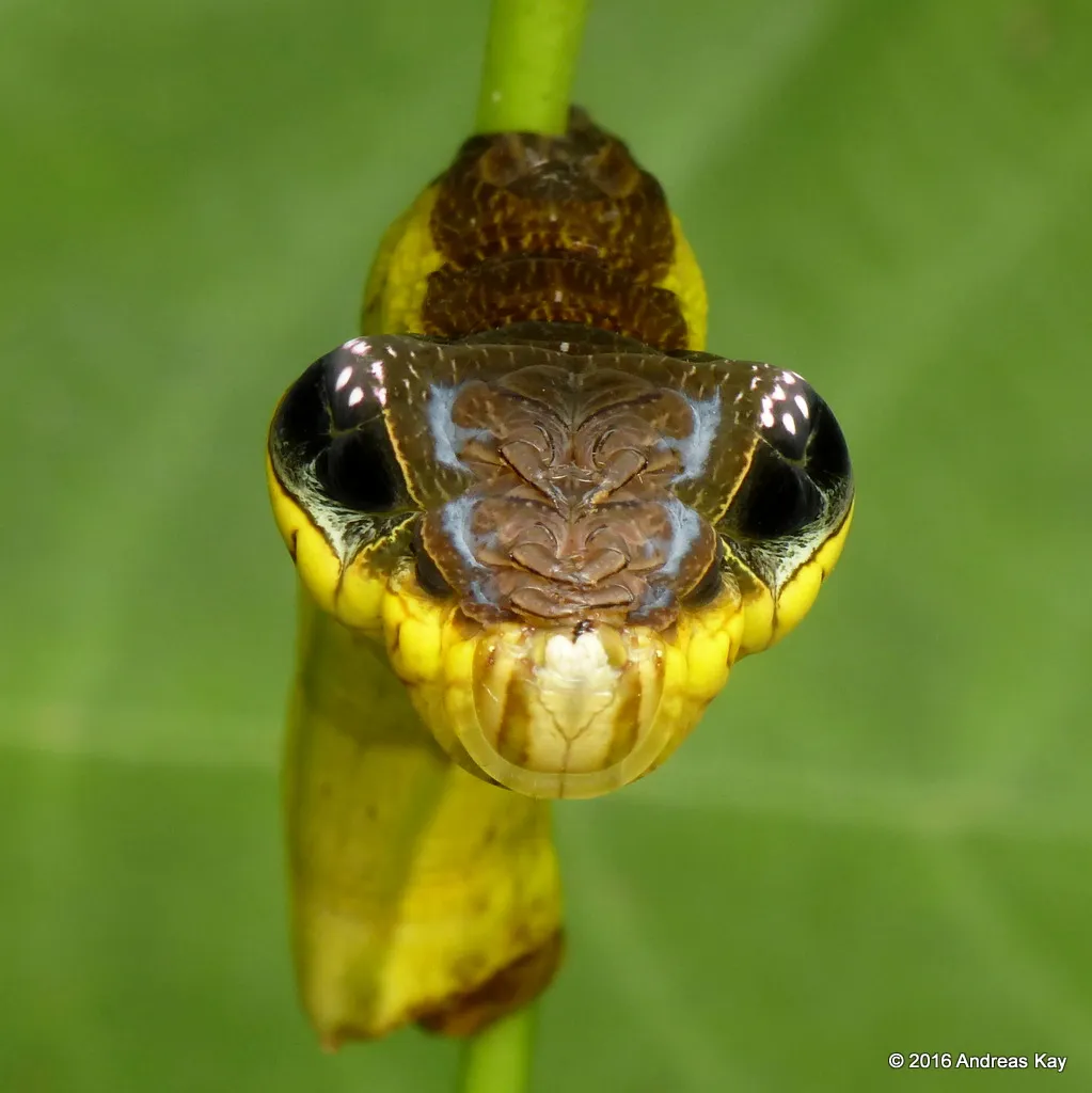 Hemeroplanes triptolemus la chenille qui imite un serpent Hemeroplanes triptolemus la chenille qui imite un serpent