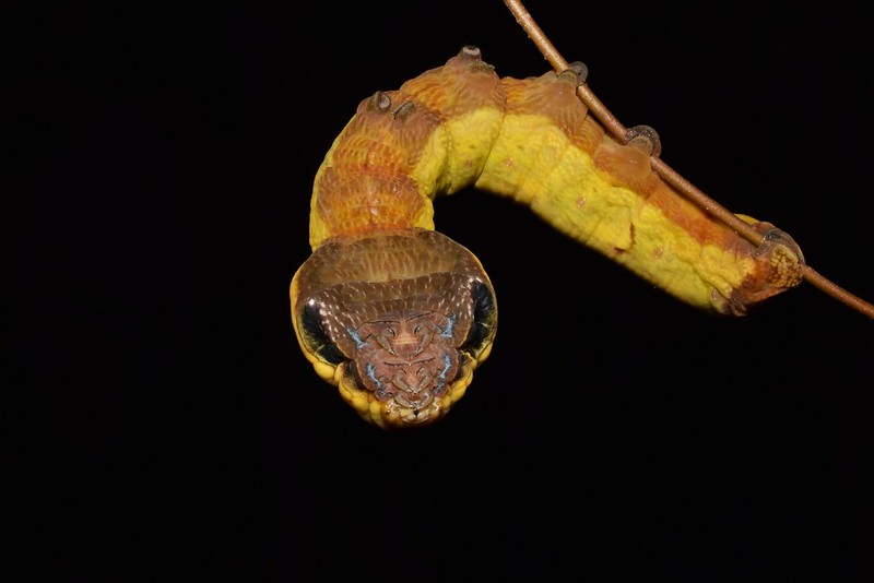 Hemeroplanes triptolemus : la chenille qui imite une tête de serpent Hemeroplanes triptolemus la chenille serpent 1 Hemeroplanes-triptolemus-la-chenille-serpent-1