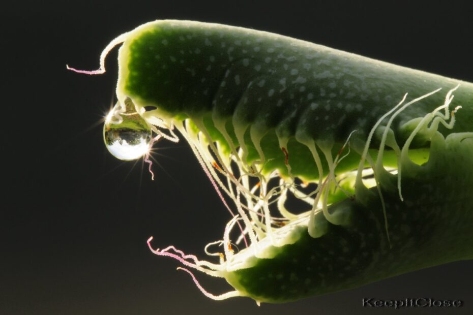 La Faucaria tigrina, gueule de tigre, une plante aux allures d'Alien La Faucaria tigrina gueule de tigre une plante aux allures d Alien 1 La Faucaria tigrina gueule de tigre une plante aux allures d Alien 1