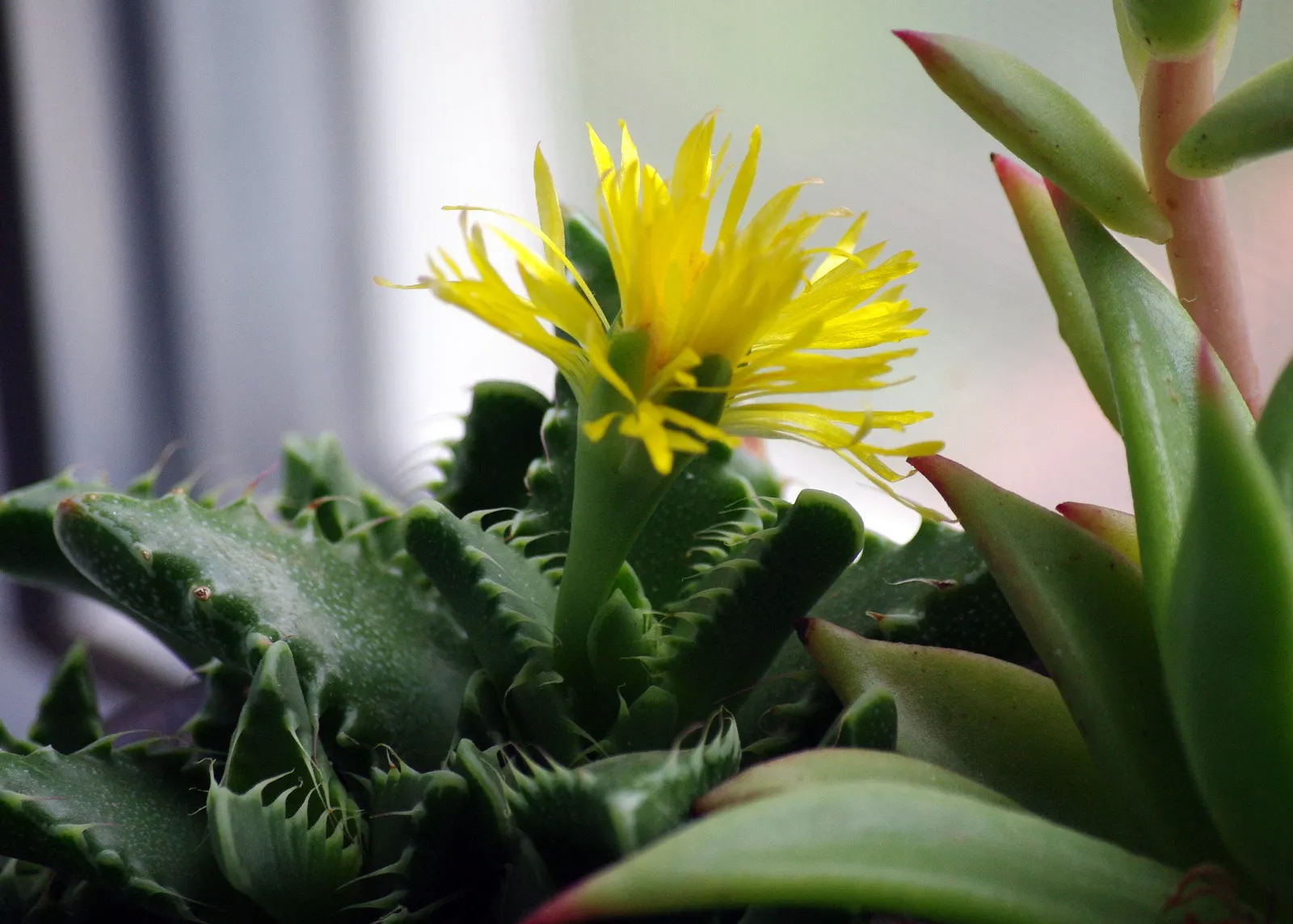 La Faucaria tigrina gueule de tigre une plante aux allures d Alien 10 La Faucaria tigrina gueule de tigre une plante aux allures d Alien 10