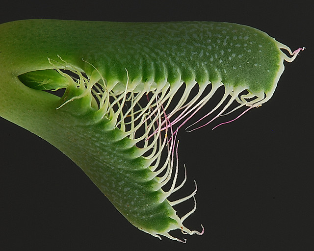 La Faucaria tigrina, gueule de tigre, une plante aux allures d'Alien La Faucaria tigrina gueule de tigre une plante aux allures d Alien 2 La-Faucaria-tigrina-gueule-de-tigre-une-plante-aux-allures-d-Alien-2