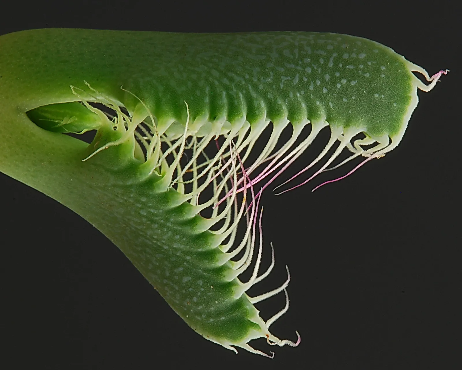 La Faucaria tigrina gueule de tigre une plante aux allures d Alien 2 La Faucaria tigrina gueule de tigre une plante aux allures d Alien 2