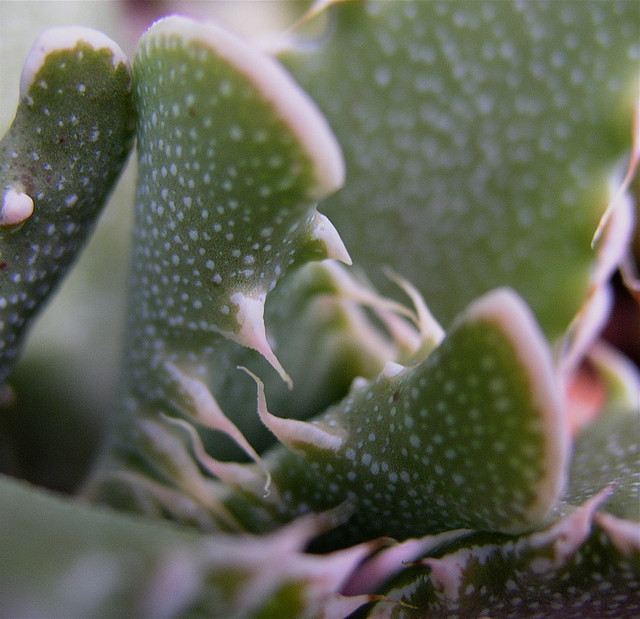 La Faucaria tigrina, gueule de tigre, une plante aux allures d'Alien La Faucaria tigrina gueule de tigre une plante aux allures d Alien 3 La-Faucaria-tigrina-gueule-de-tigre-une-plante-aux-allures-d-Alien-3