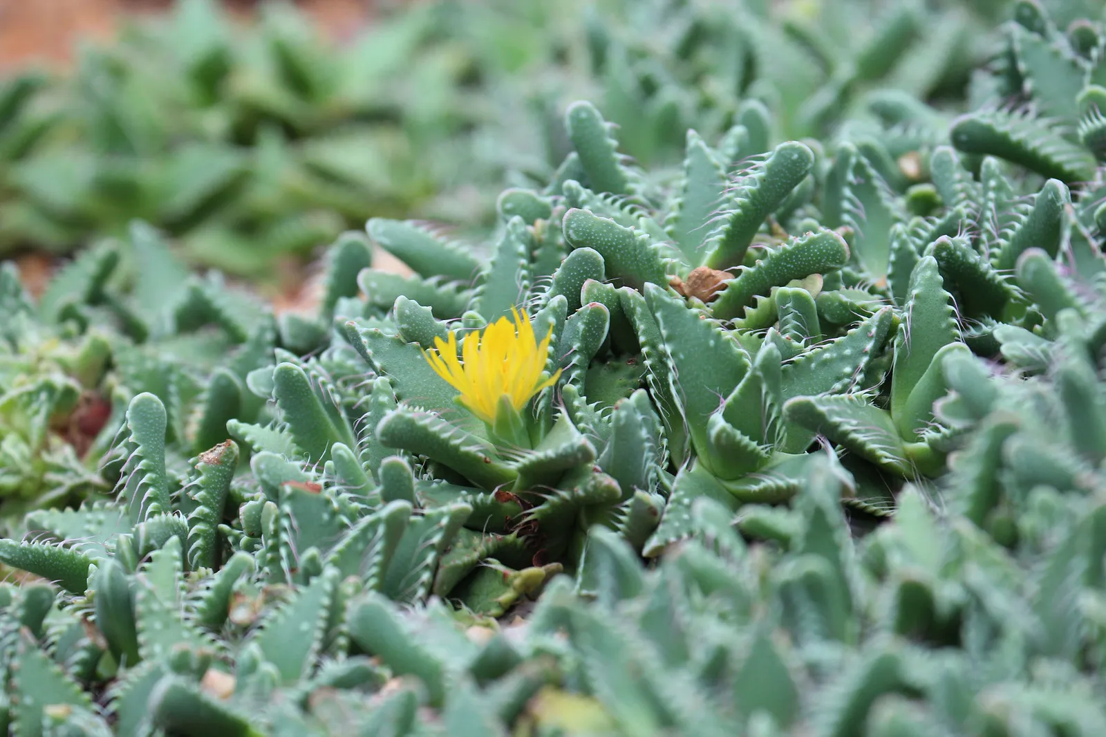 La Faucaria tigrina gueule de tigre une plante aux allures d Alien 3 La Faucaria tigrina gueule de tigre une plante aux allures d Alien 3