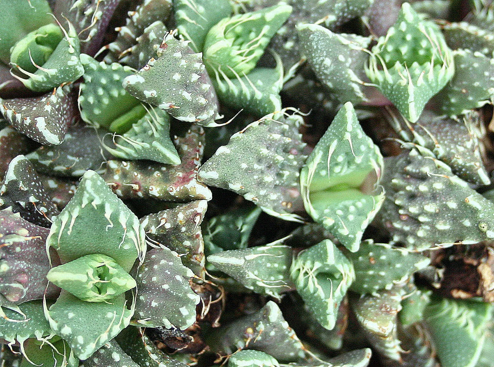 La Faucaria tigrina gueule de tigre une plante aux allures d Alien 4 La Faucaria tigrina gueule de tigre une plante aux allures d Alien 4