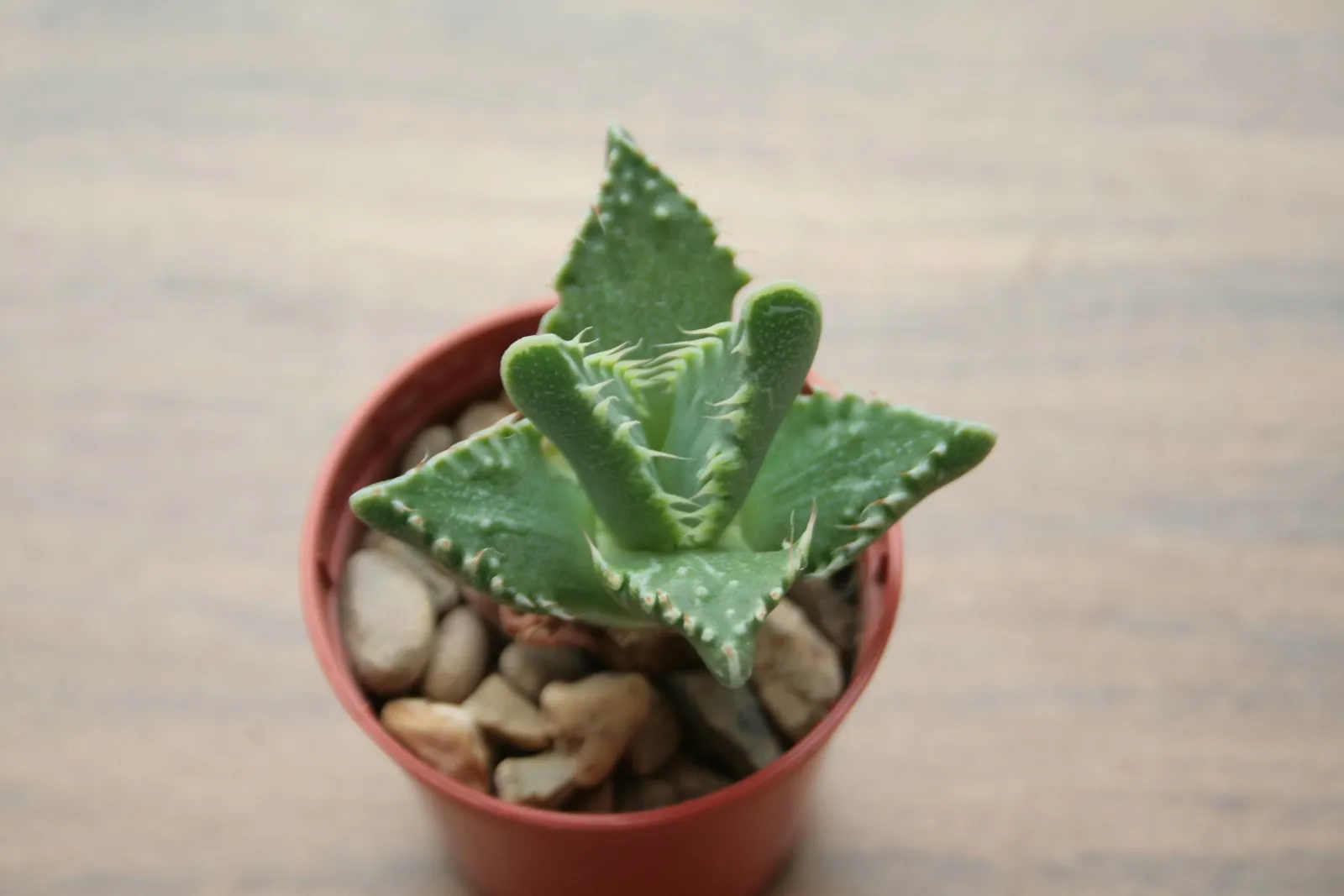 La Faucaria tigrina gueule de tigre une plante aux allures d Alien 5 La Faucaria tigrina gueule de tigre une plante aux allures d Alien 5