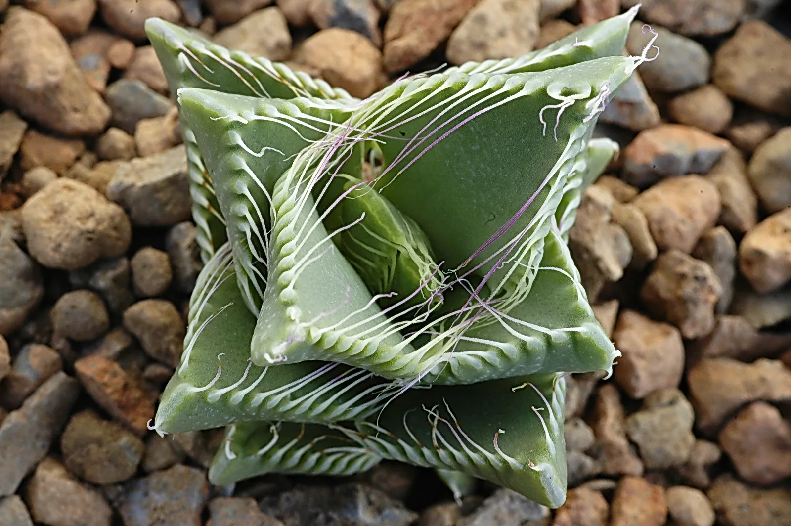 La Faucaria tigrina gueule de tigre une plante aux allures d Alien 6 La Faucaria tigrina gueule de tigre une plante aux allures d Alien 6