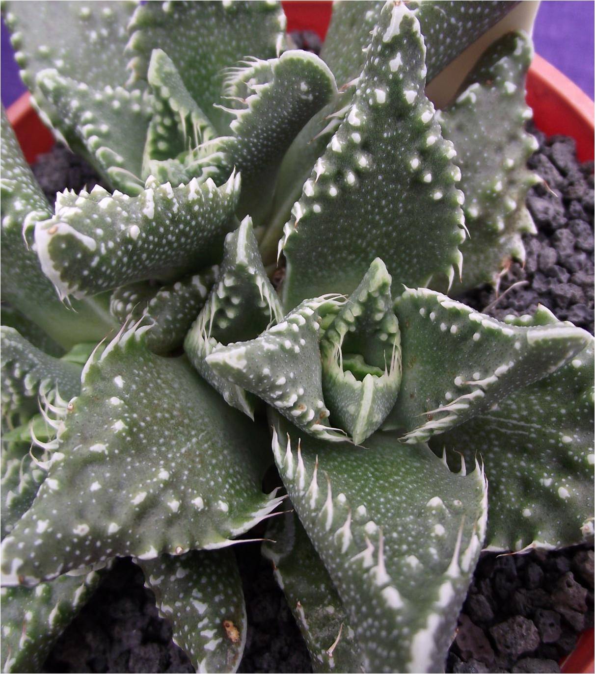 La Faucaria tigrina, gueule de tigre, une plante aux allures d'Alien La Faucaria tigrina gueule de tigre une plante aux allures d Alien 7 La-Faucaria-tigrina-gueule-de-tigre-une-plante-aux-allures-d-Alien-7