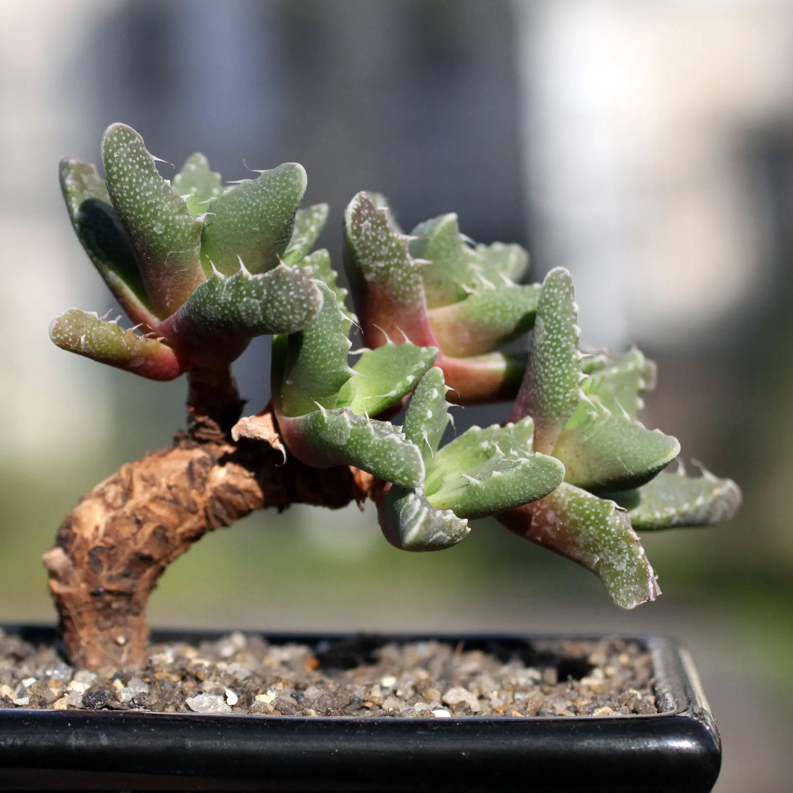 La Faucaria tigrina gueule de tigre une plante aux allures d Alien 7 La Faucaria tigrina gueule de tigre une plante aux allures d Alien 7