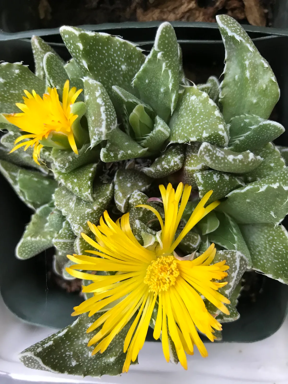 La Faucaria tigrina gueule de tigre une plante aux allures d Alien 8 La Faucaria tigrina gueule de tigre une plante aux allures d Alien 8