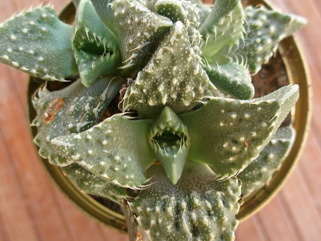 La Faucaria tigrina, gueule de tigre, une plante aux allures d'Alien La Faucaria tigrina gueule de tigre une plante aux allures d Alien 9 La-Faucaria-tigrina-gueule-de-tigre-une-plante-aux-allures-d-Alien-9