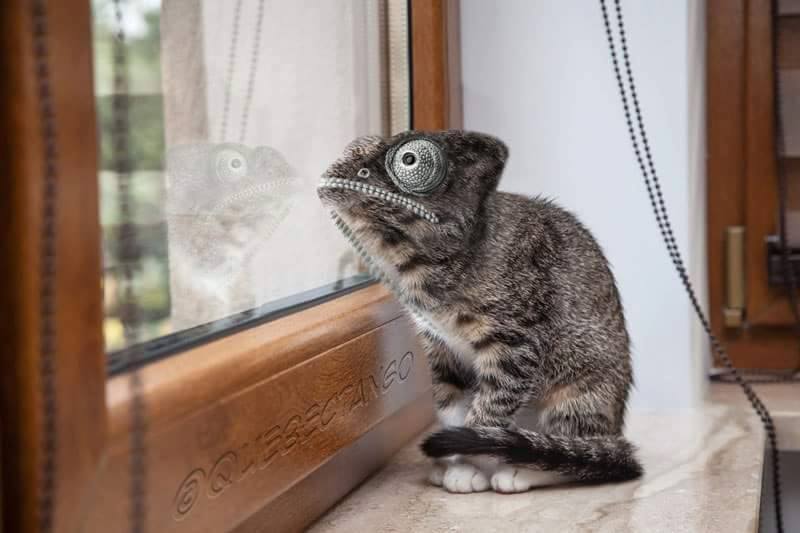 Les géniaux et délirants mélanges d'animaux de gyyporama Les geniaux et delirants melanges d animaux de gyyporama 10 Les-geniaux-et-delirants-melanges-d-animaux-de-gyyporama-10