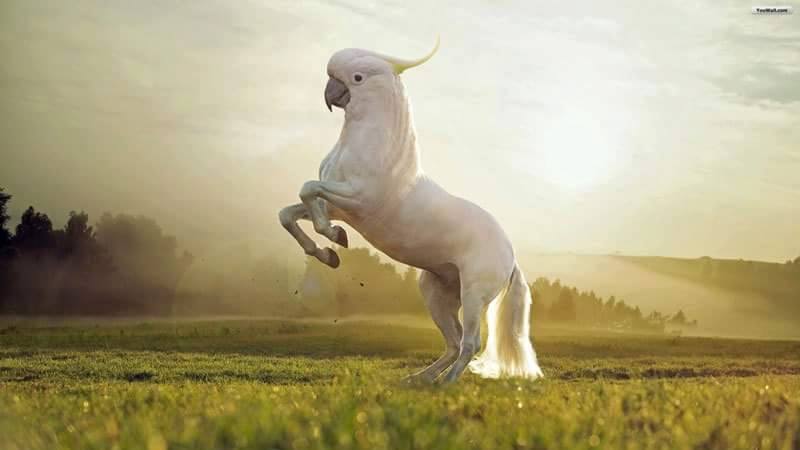 Les géniaux et délirants mélanges d'animaux de gyyporama Les geniaux et delirants melanges d animaux de gyyporama 11 Les-geniaux-et-delirants-melanges-d-animaux-de-gyyporama-11