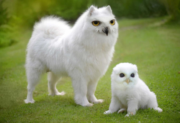 Les géniaux et délirants mélanges d'animaux de gyyporama Les geniaux et delirants melanges d animaux de gyyporama 18 Les-geniaux-et-delirants-melanges-d-animaux-de-gyyporama-18