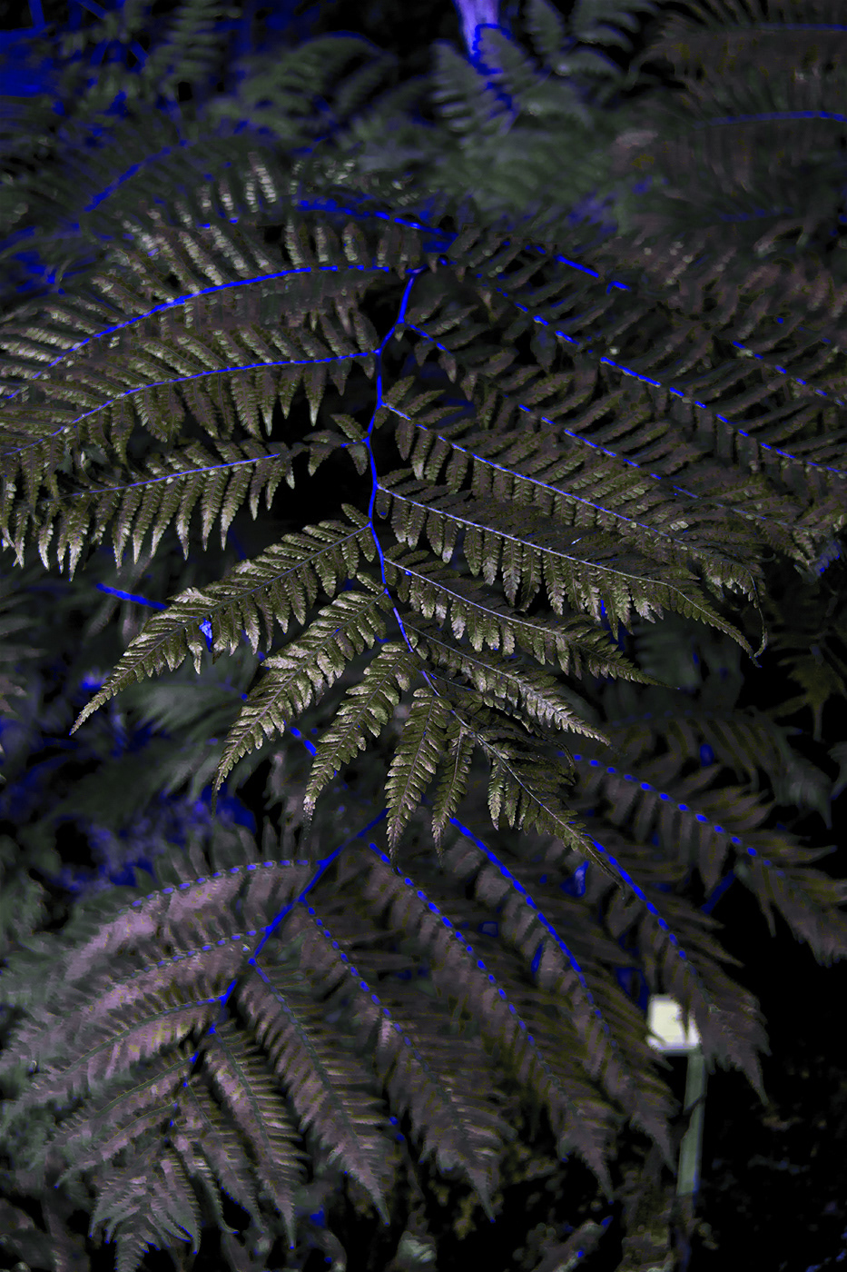 Strange Leaves, les feuilles étranges de Al Mefer Strange Leaves les feuilles etranges de Al Mefer 12 Strange-Leaves-les-feuilles-etranges-de-Al-Mefer-12