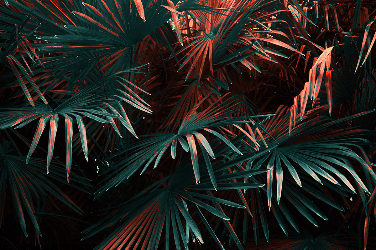 Strange Leaves, les feuilles étranges de Al Mefer Strange Leaves les feuilles etranges de Al Mefer 3 Strange-Leaves-les-feuilles-etranges-de-Al-Mefer-3