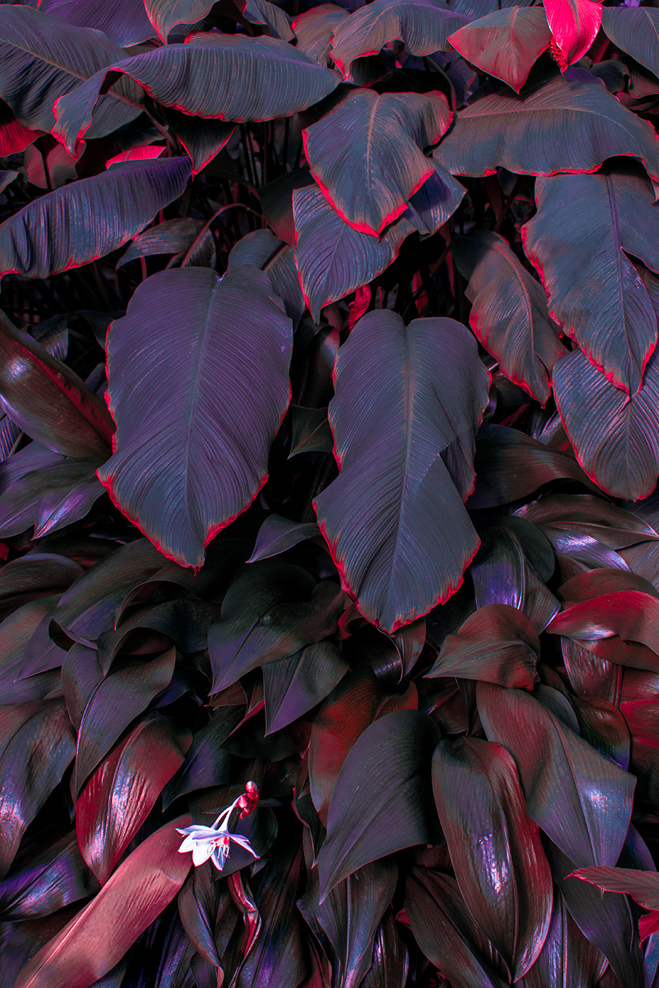 Strange Leaves, les feuilles étranges de Al Mefer Strange Leaves les feuilles etranges de Al Mefer 5 Strange-Leaves-les-feuilles-etranges-de-Al-Mefer-5