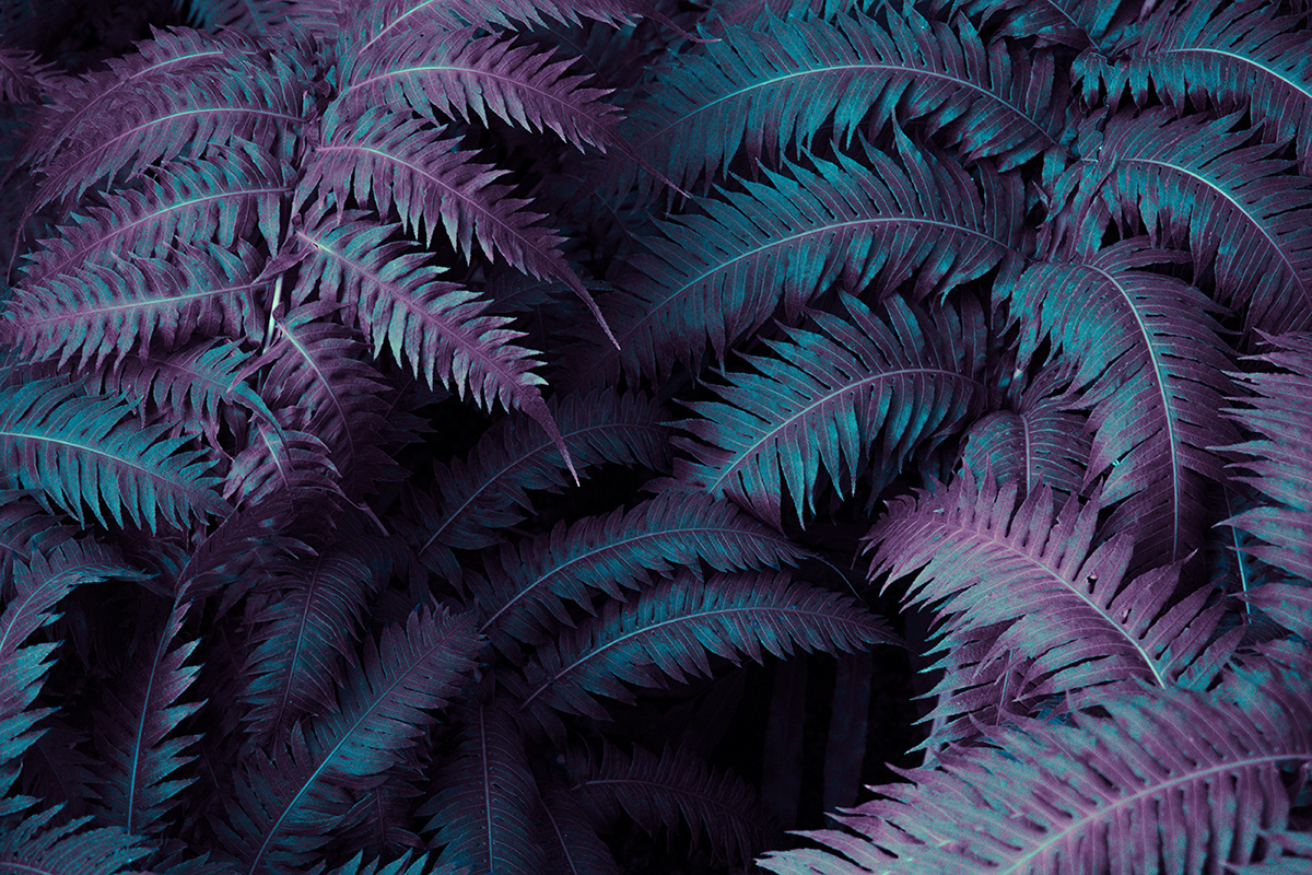 Strange Leaves, les feuilles étranges de Al Mefer Strange Leaves les feuilles etranges de Al Mefer 7 Strange-Leaves-les-feuilles-etranges-de-Al-Mefer-7