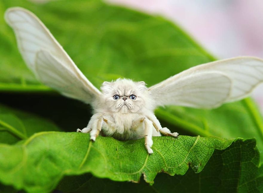 hybride chat papillon hybride chat papillon